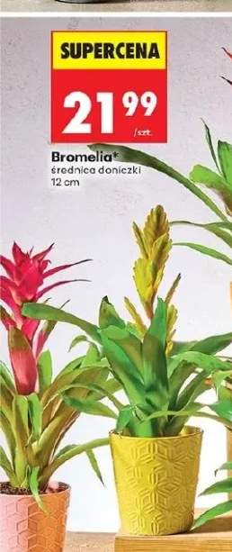 bromelia