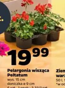Pelargonia wisząca Peltatum