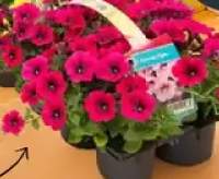 Petunia