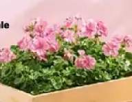 Pelargonia wisząca Zonale