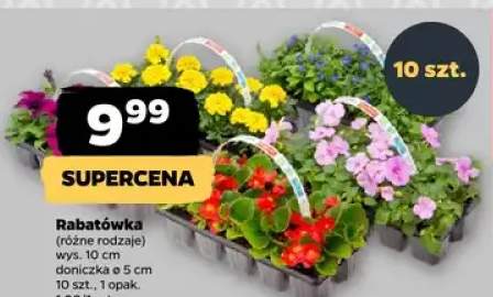 Rabatówka (różne rodzaje) doniczka ø 5cm