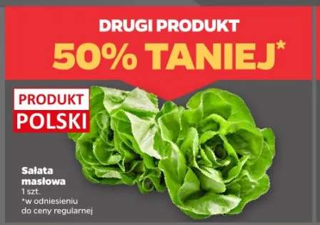 Sałata masłowa polska