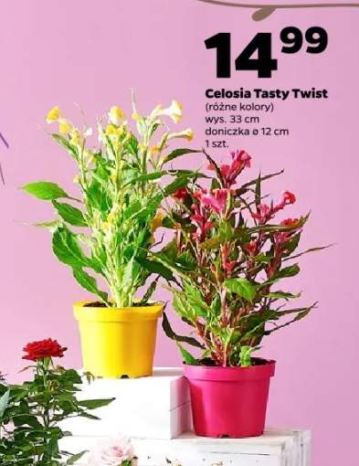 Celosia Tasty Twist wys. 33cm doniczka ø 12cm