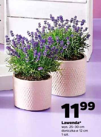 Lawenda wys. 25-30cm doniczka ø 12cm