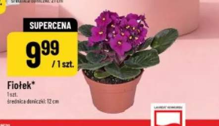 fiołek