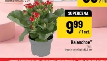 kalanchoe