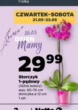 Storczyk 1-pędowy
