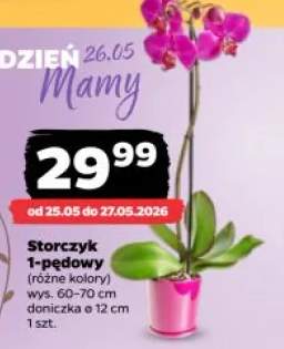 Storczyk 1-pędowy