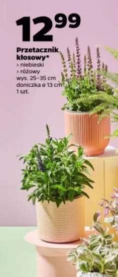 Przetacznik kłosowy różowy wys. 25-35cm doniczka ø 13cm