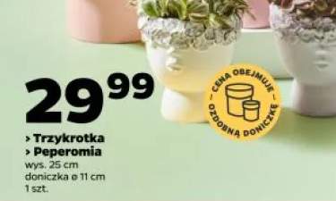 Trzykrotka wys. 25cm doniczka ø 11cm