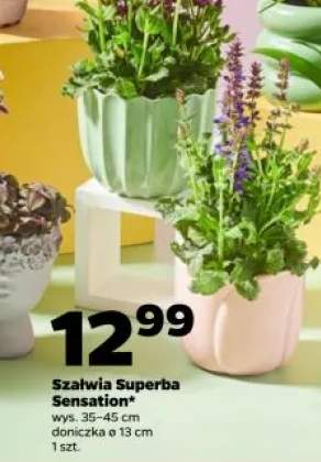 Szałwia Superba Sensation wys. 35-45cm doniczka ø 13cm