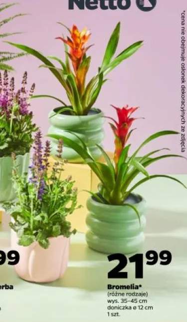 Bromelia wys. 35-45cm doniczka ø 12cm