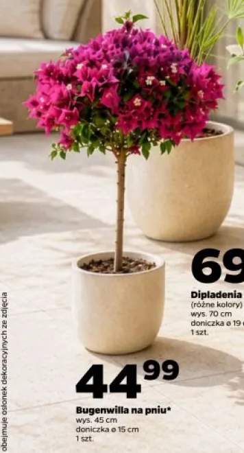 Bugenwilla na pniu wys. 45cm doniczka ø 15cm