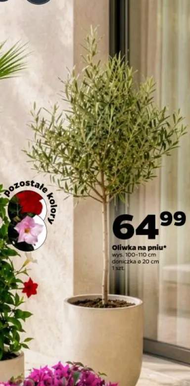 Oliwka na pniu wys. 100-110cm doniczka ø 20cm