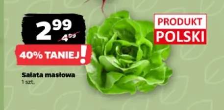 Sałata masłowa polska