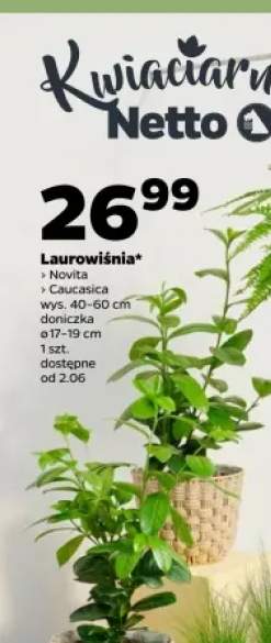 Laurowiśnia Novita wys. 40-60cm doniczka ø 17-19cm
