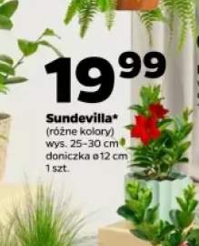 Sundevilla wys. 25-30cm doniczka ø 12cm