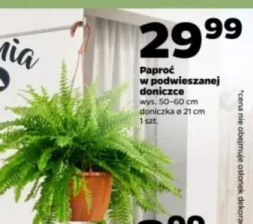 Paproć w podwieszanej doniczce wys. 50-60cm doniczka ø 21cm