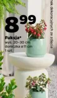 Fuksja wys. 20-30cm doniczka ø 11cm