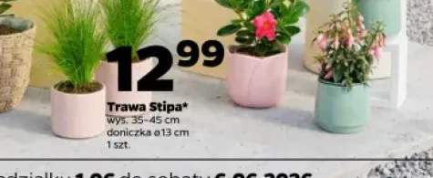 Trawa Stipa wys. 35-45cm doniczka ø 13cm