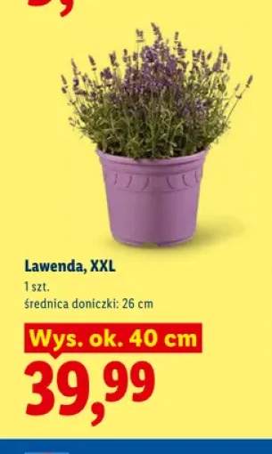 lawenda
