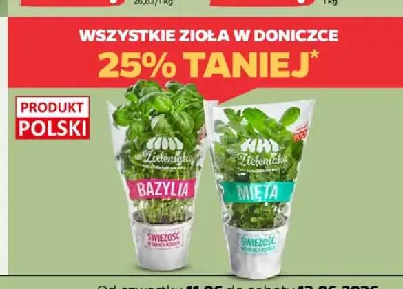 Bazylia w doniczce z Zieleniaka