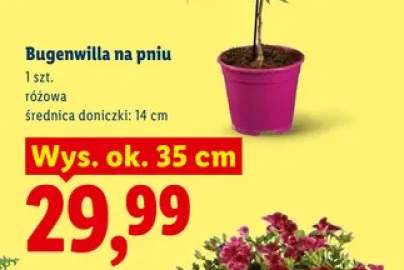 bugenwilla