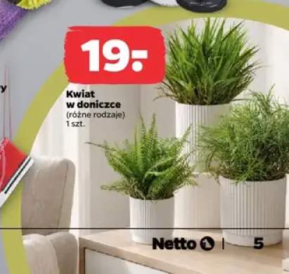 Kwiat w doniczce