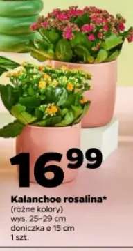 Kalanchoe rosalina