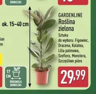 rośliny doniczkowe