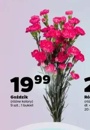 Goździk bukiet