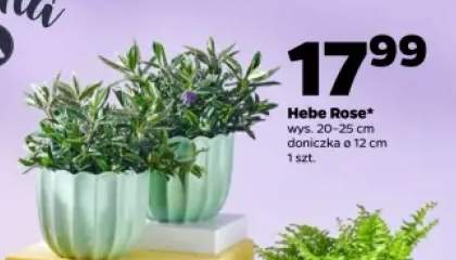Hebe Rose