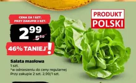 Sałata masłowa polska