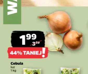 Cebula luz