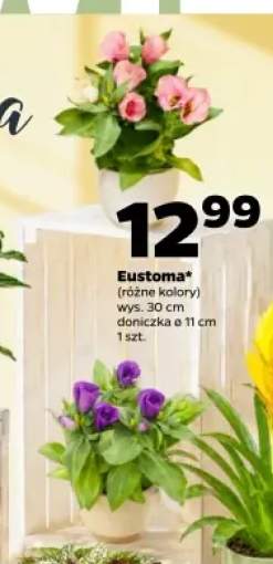 Eustoma