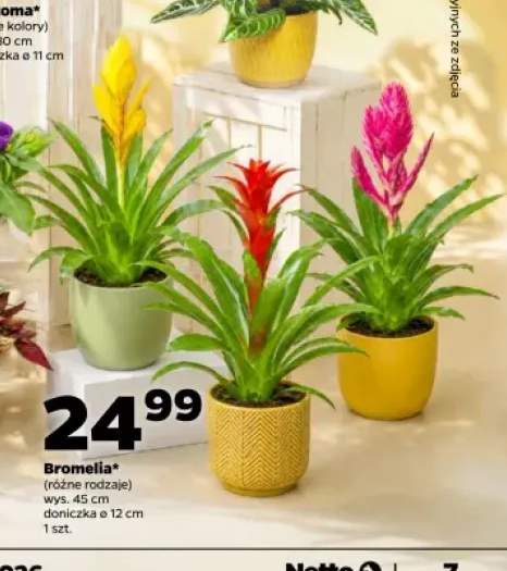 Bromelia