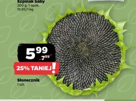 Słonecznik