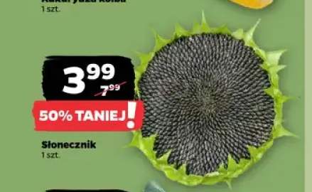 Słonecznik