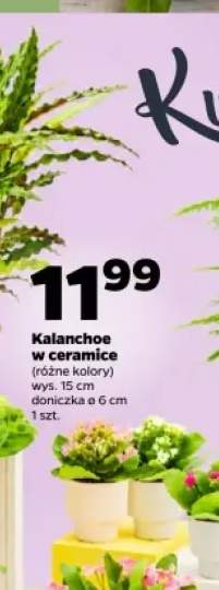 Kalanchoe w ceramice