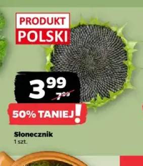 Słonecznik
