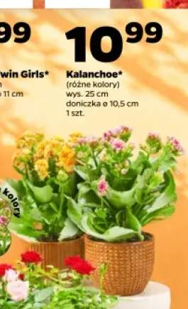 Kalanchoe