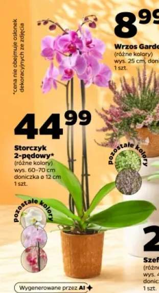 Storczyk 2-pędowy