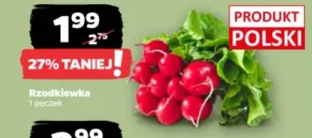 Rzodkiewki polskie