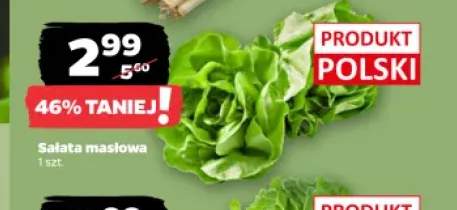 Sałata masłowa polska