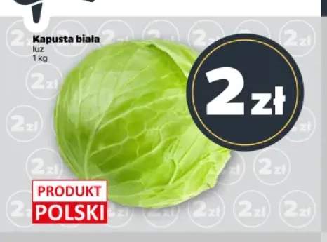 Kapusta biała