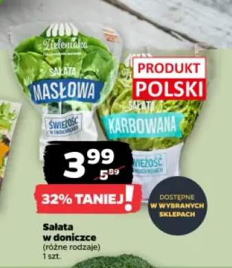 Sałata masłowa w doniczce Z Zieleniaka +1 wariant