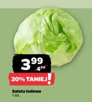Sałata lodowa