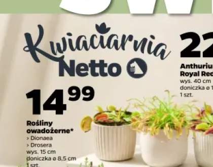 Roślina owadożerna Drosera +1 wariant