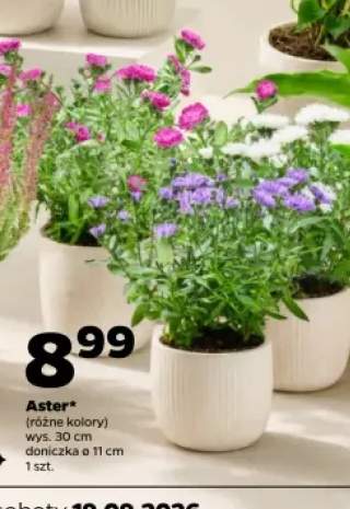Aster