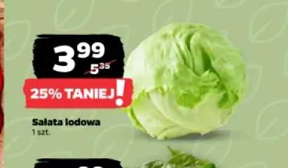 Sałata lodowa